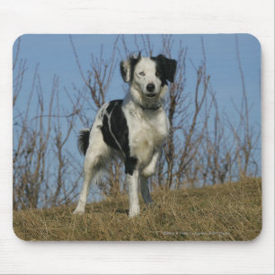 Border Collie Leg Raised Mouse Mat