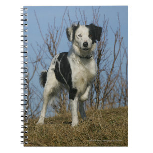 Border Collie Leg Raised Notebook
