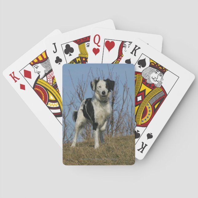Border Collie Leg Raised Playing Cards (Back)