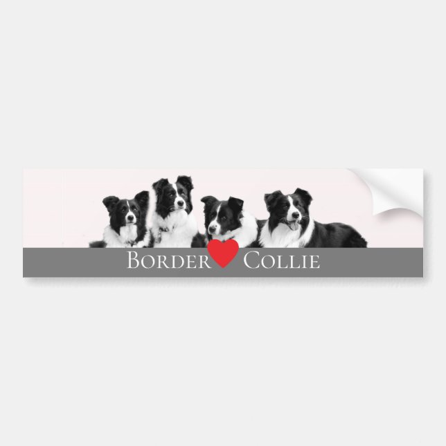 Border Collie Love Bumper Sticker (Front)