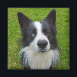 Border Collie Magnet<br><div class="desc">A very handsome Border Collie</div>