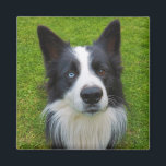 Border Collie Magnet<br><div class="desc">A very handsome Border Collie</div>