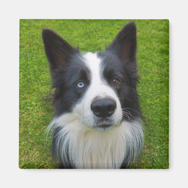 Border Collie Magnet (Front)