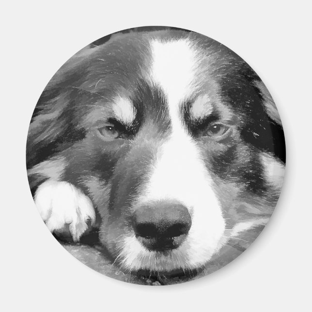 BORDER COLLIE MAGNET (Front)