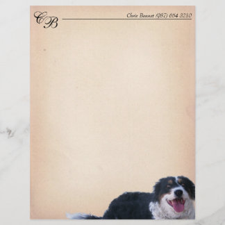 Border Collie Mix