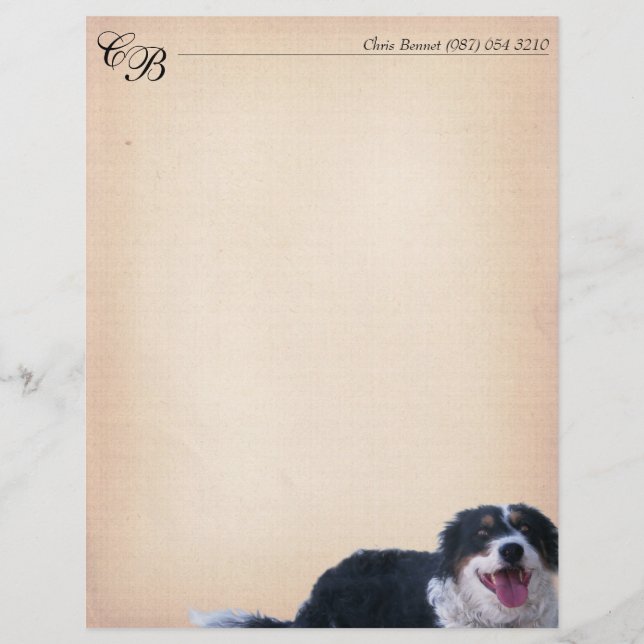 Border Collie Mix (Front)