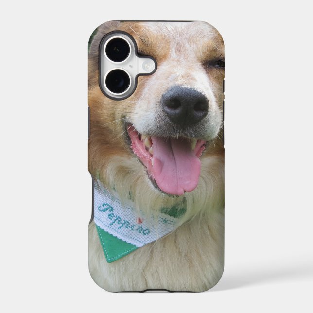 border collie mix (Back)