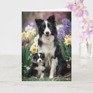 Border Collie Mom Mother’s Day Love Card