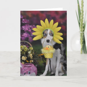 Border Collie Mother's Day Card