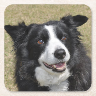 Border collie napkins square paper coaster