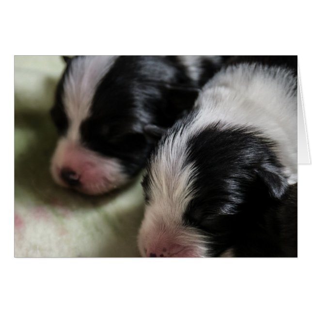 Newborn border hot sale collie