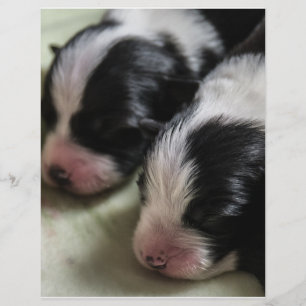 Border Collie Newborn Puppies Flyer