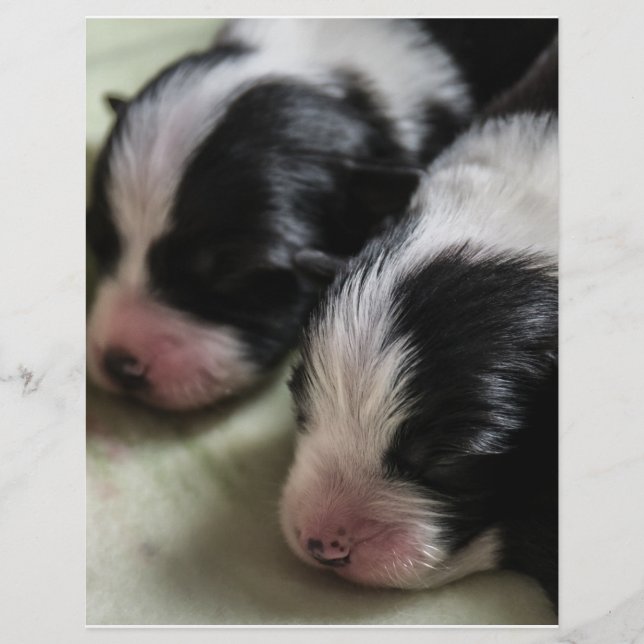 Border Collie Newborn Puppies Flyer (Front)