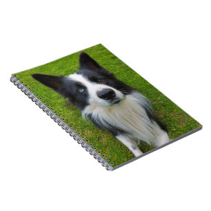 Border Collie Notebook