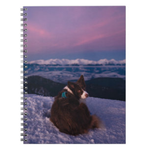Border Collie on Snowy Mountain Peak at Sunset Notebook