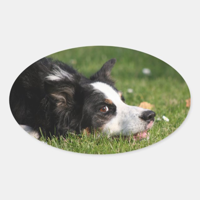 border collie oval sticker (Front)
