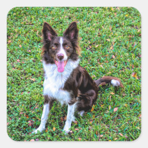 border collie p3 square sticker