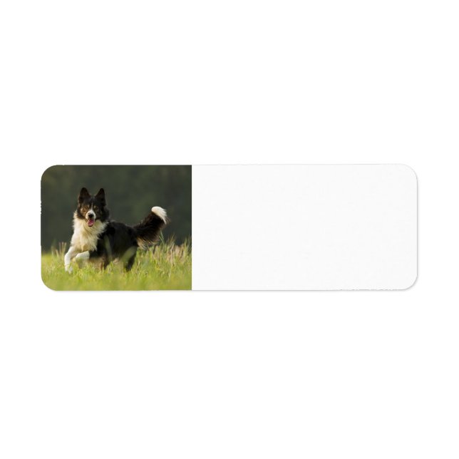 border collie p9 (Front)