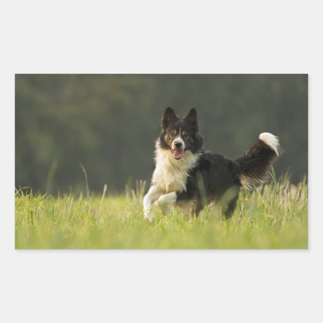 border collie p9 rectangular sticker (Front)