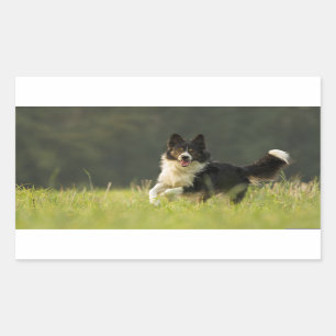 border collie p9 rectangular sticker