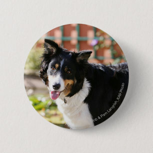 Border Collie Panting 1 6 Cm Round Badge