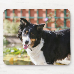 Border Collie Panting 1 Mouse Mat