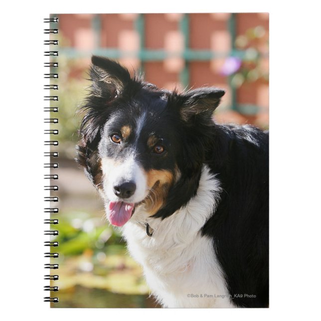 Border Collie Panting 1 Notebook (Front)