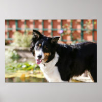 Border Collie Panting 1