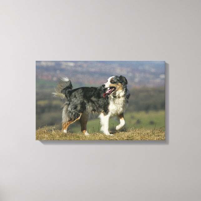 Border Collie Panting 2 Canvas Print (Front)