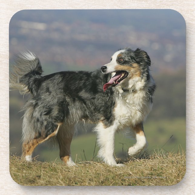 Border Collie Panting 2 Coaster (Front)