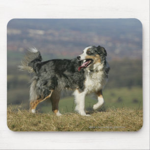 Border Collie Panting 2 Mouse Mat