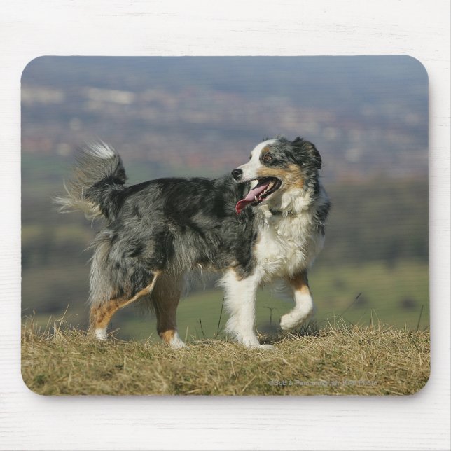 Border Collie Panting 2 Mouse Mat (Front)