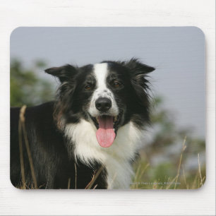 Border Collie Panting Headshot 1 Mouse Mat