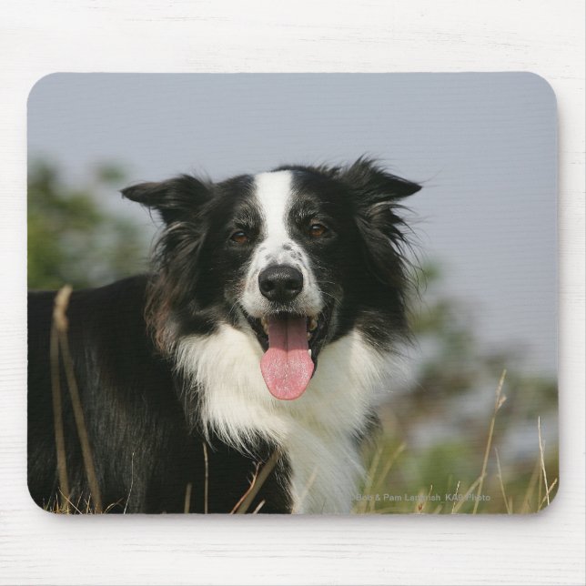 Border Collie Panting Headshot 1 Mouse Mat (Front)