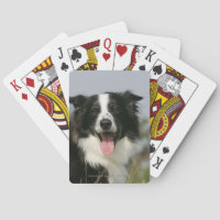 Border Collie Panting Headshot 1