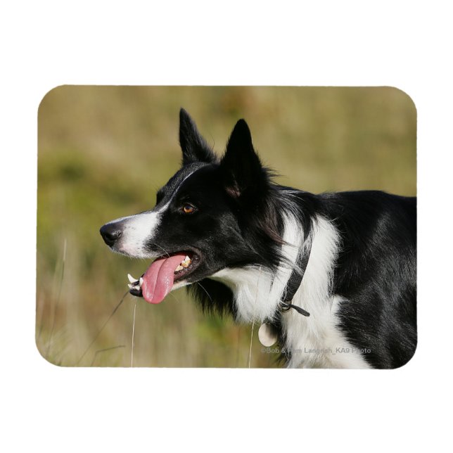 Border Collie Panting Headshot 2 Magnet (Horizontal)