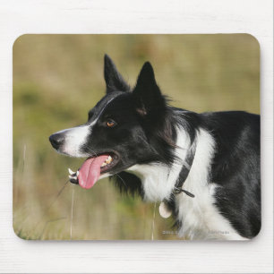 Border Collie Panting Headshot 2 Mouse Mat