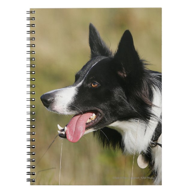 Border Collie Panting Headshot 2 Notebook (Front)