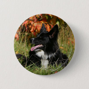 Border Collie Panting Laying Down 6 Cm Round Badge