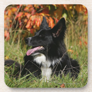 Border Collie Panting Laying Down Coaster