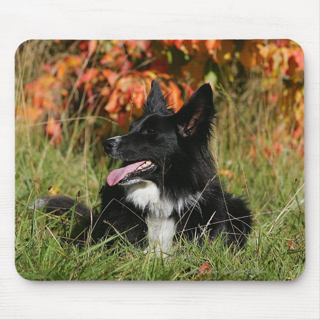 Border Collie Panting Laying Down Mouse Mat (Front)
