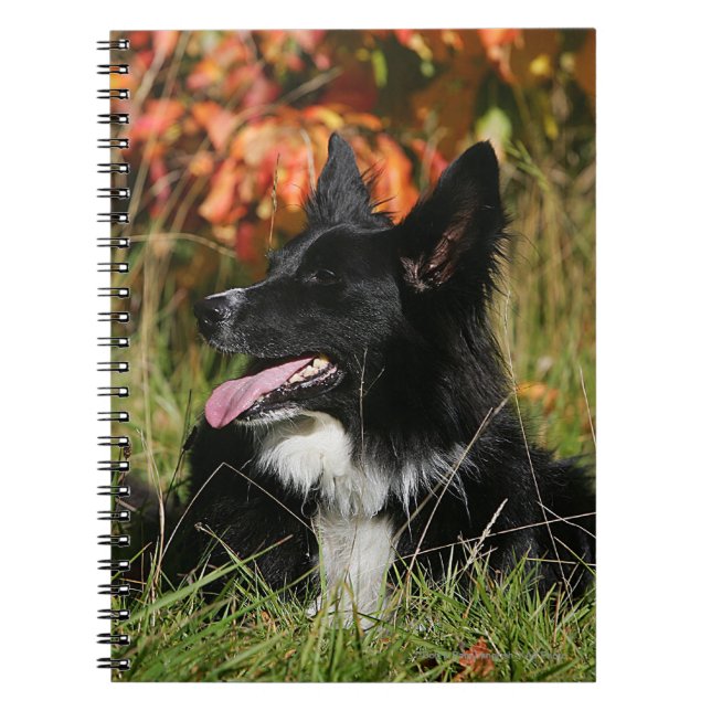 Border Collie Panting Laying Down Notebook (Front)