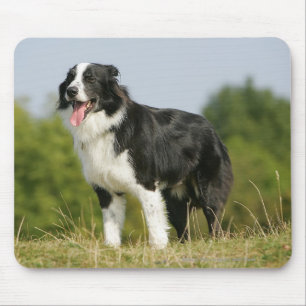 Border Collie Panting Standing Mouse Mat