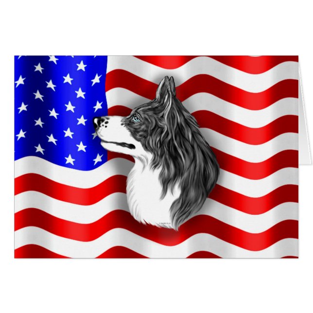 Border Collie Patriot (Front Horizontal)