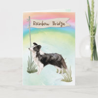 Border Collie Pet Sympathy Over Rainbow Bridge