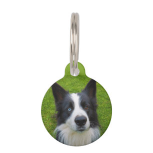 Border Collie Pet Tag