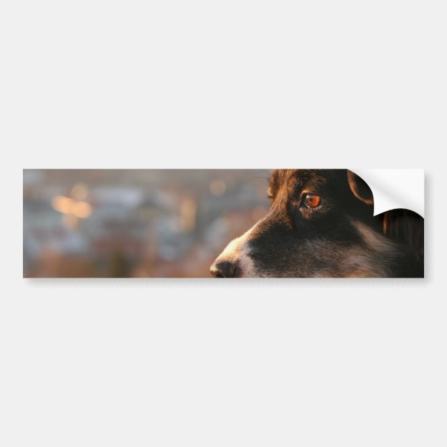 Border Collie Photos Bumper Stickers (Front)