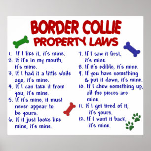 BORDER COLLIE PL2 POSTER