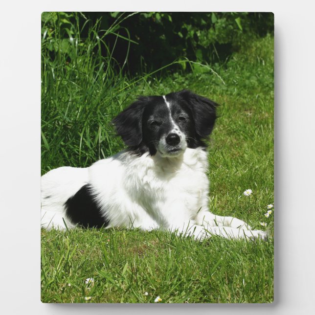 Border Collie Plaque (Front)