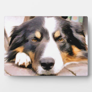 BORDER COLLIE PLAQUE